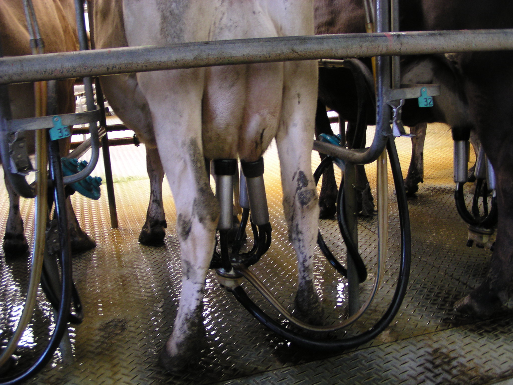 Hucow milking machine