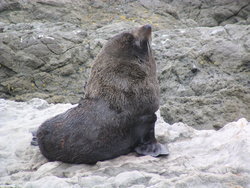 pointy-nosed New Zealand fur seal